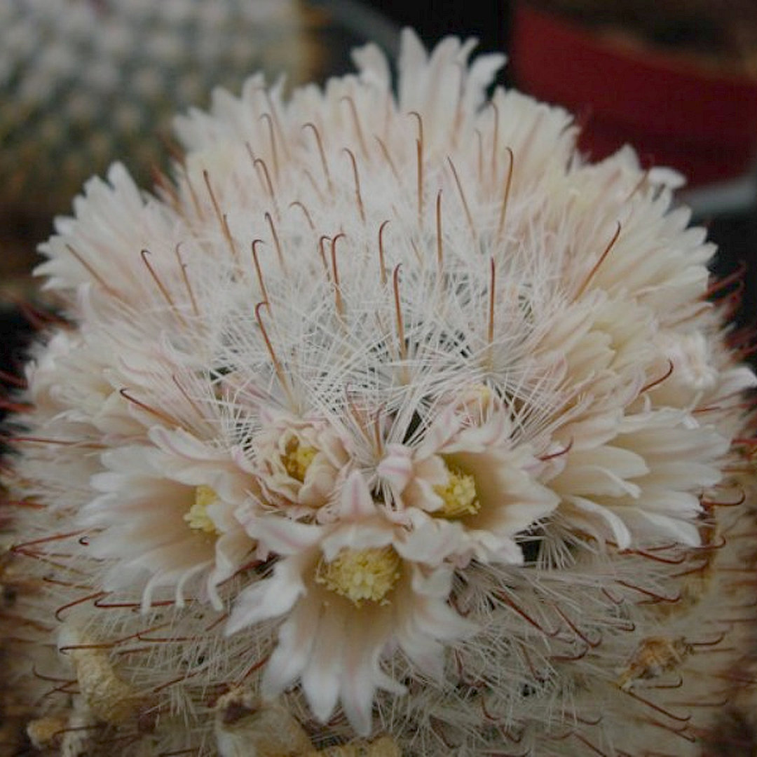 Mammillaria viescensis