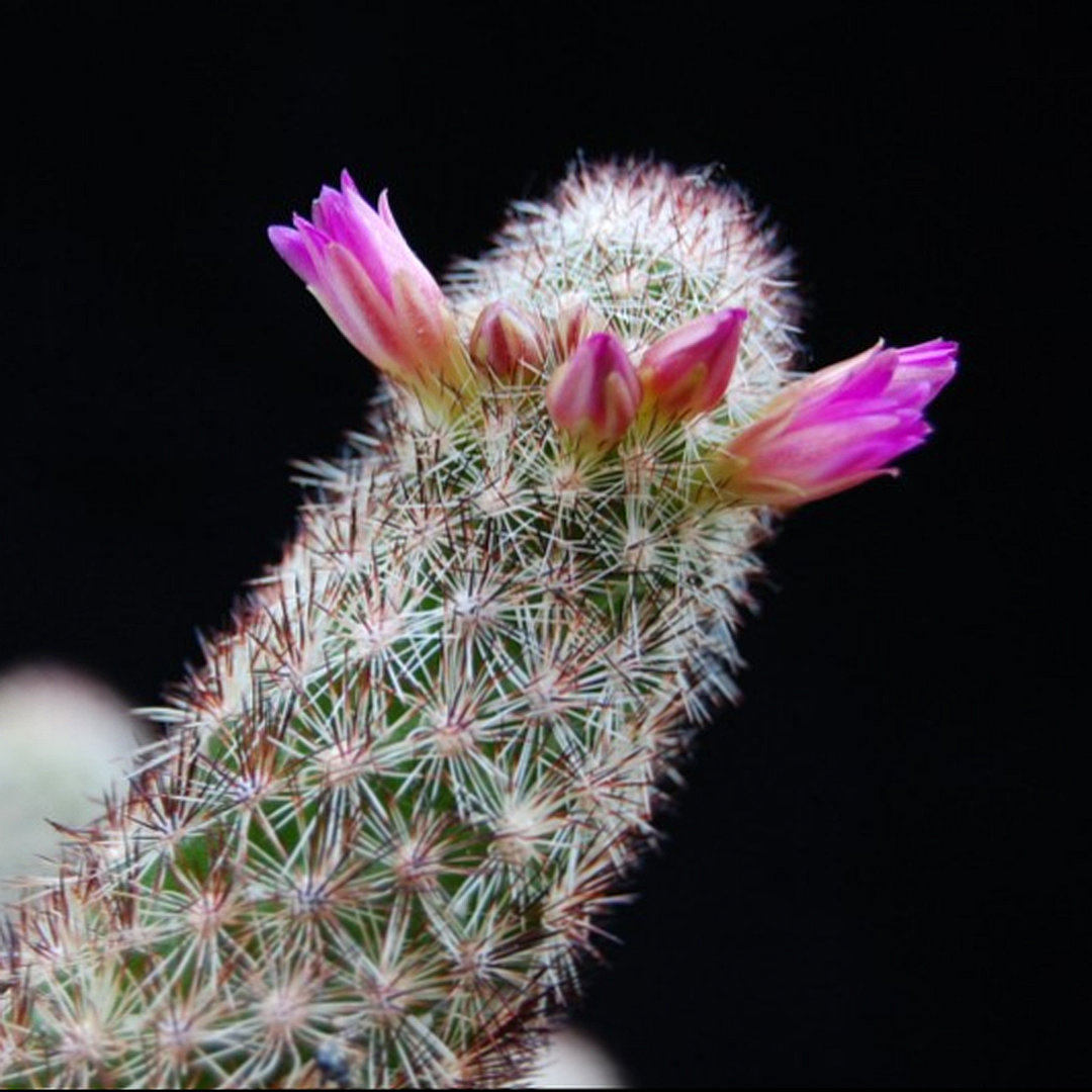 Mammillaria viperina
