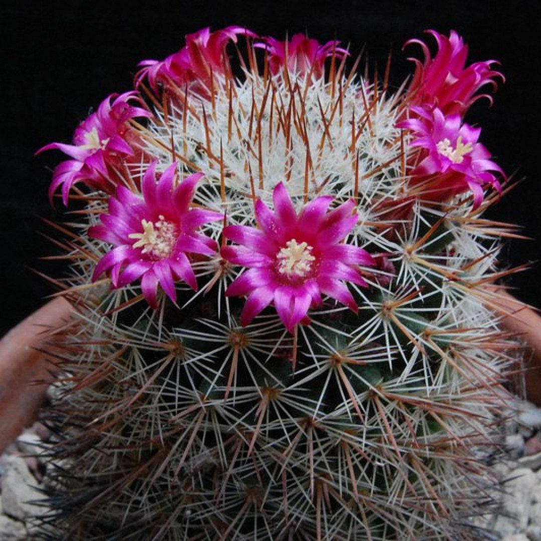 Mammillaria virginis
