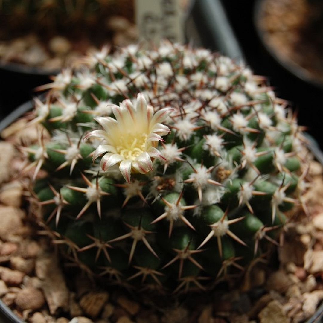 Mammillaria woburnensis