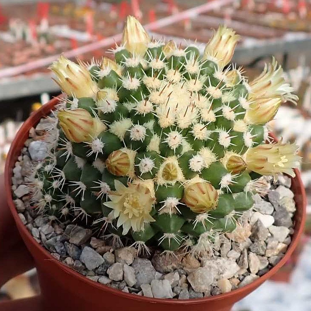 Mammillaria voburnensis ssp. eichlamii