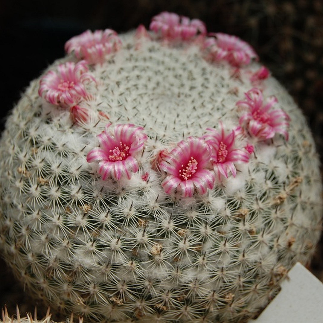 Mammillaria vonwyssiana