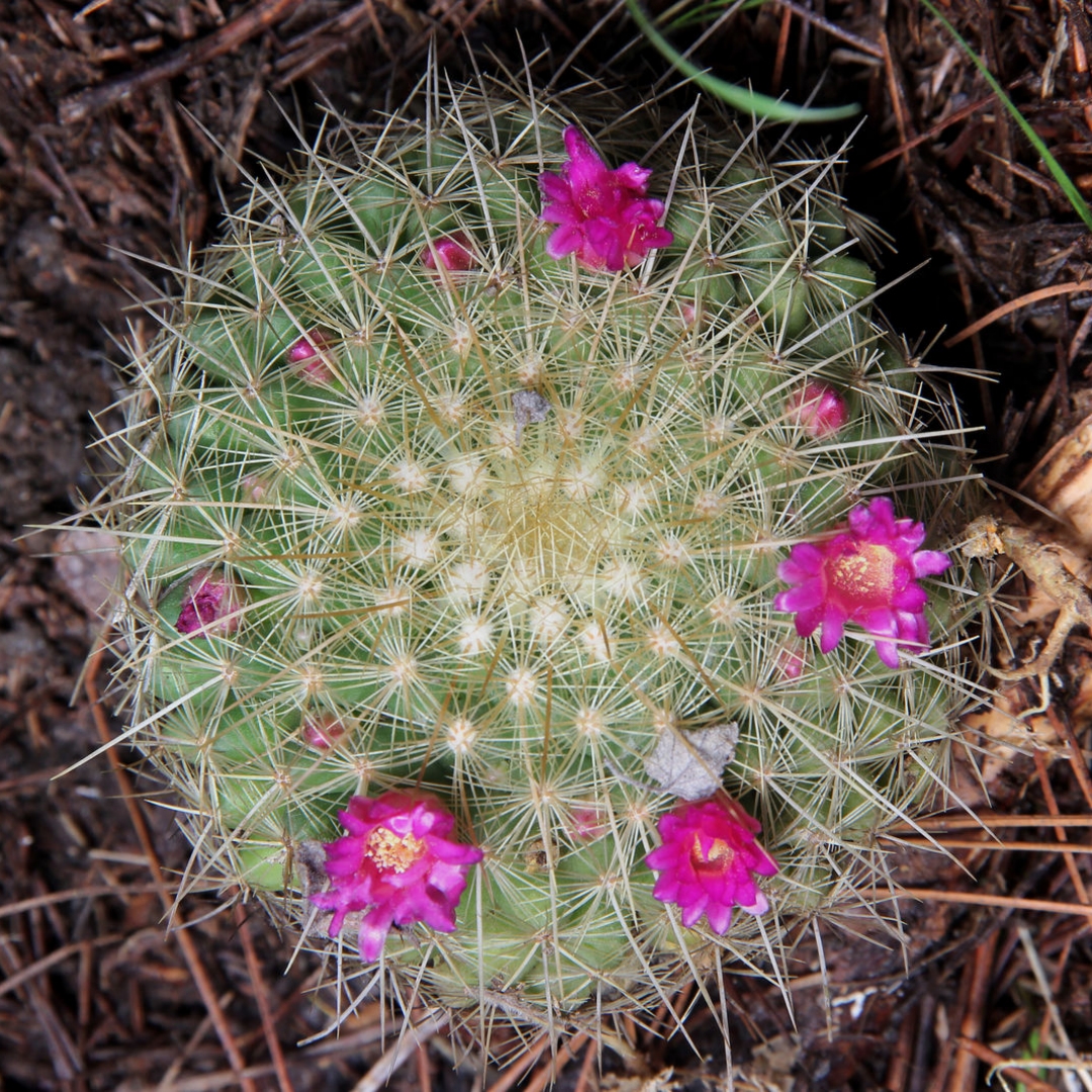 Mammillaria wiesingeri