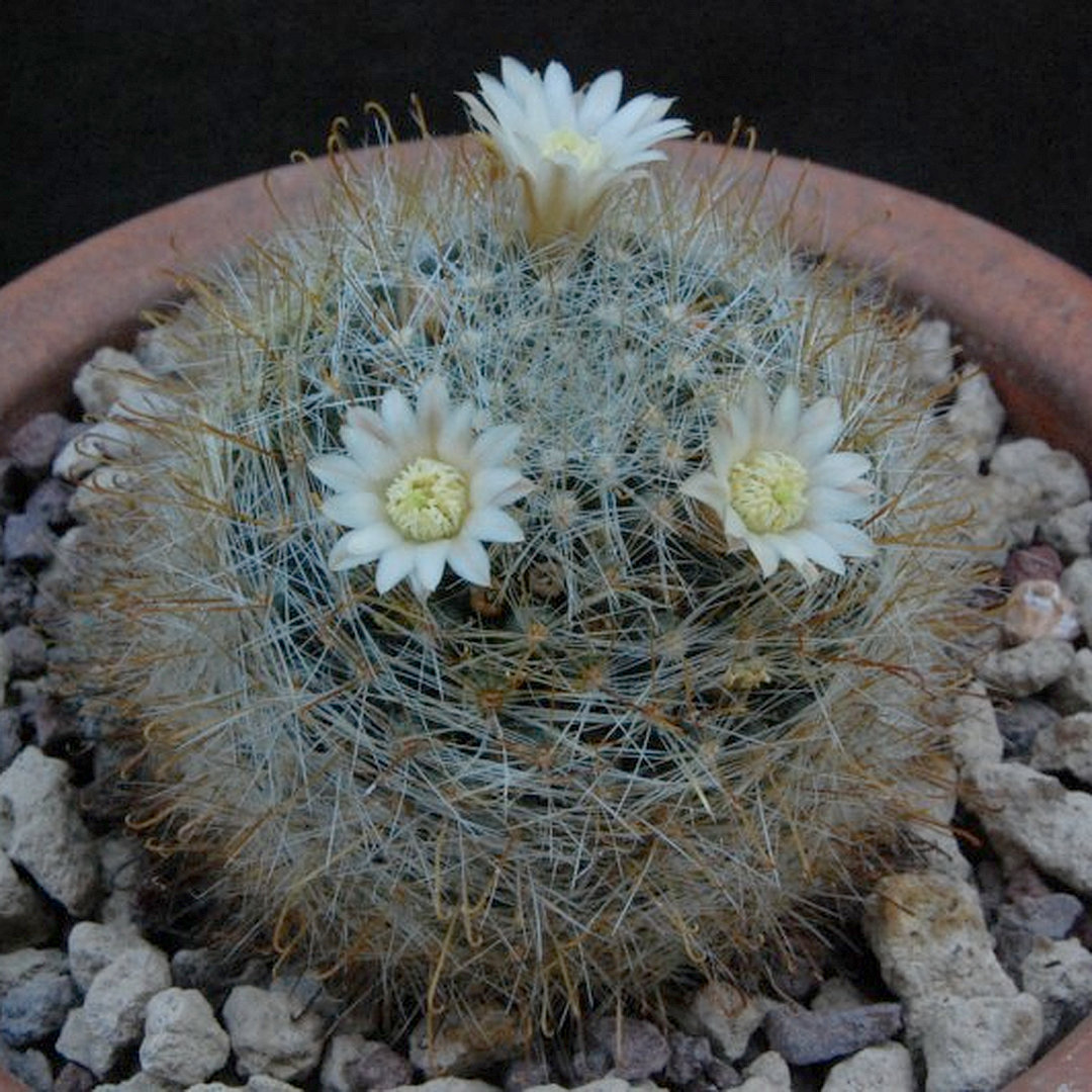 Mammillaria wildii