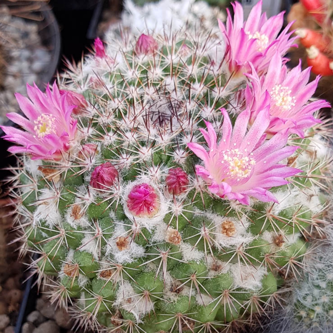 Mammillaria xaltianguensis
