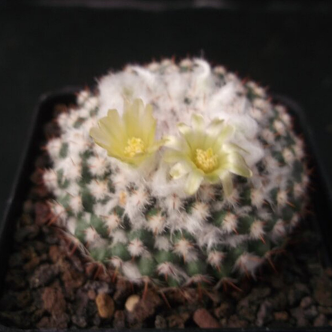 Mammillaria xanthina