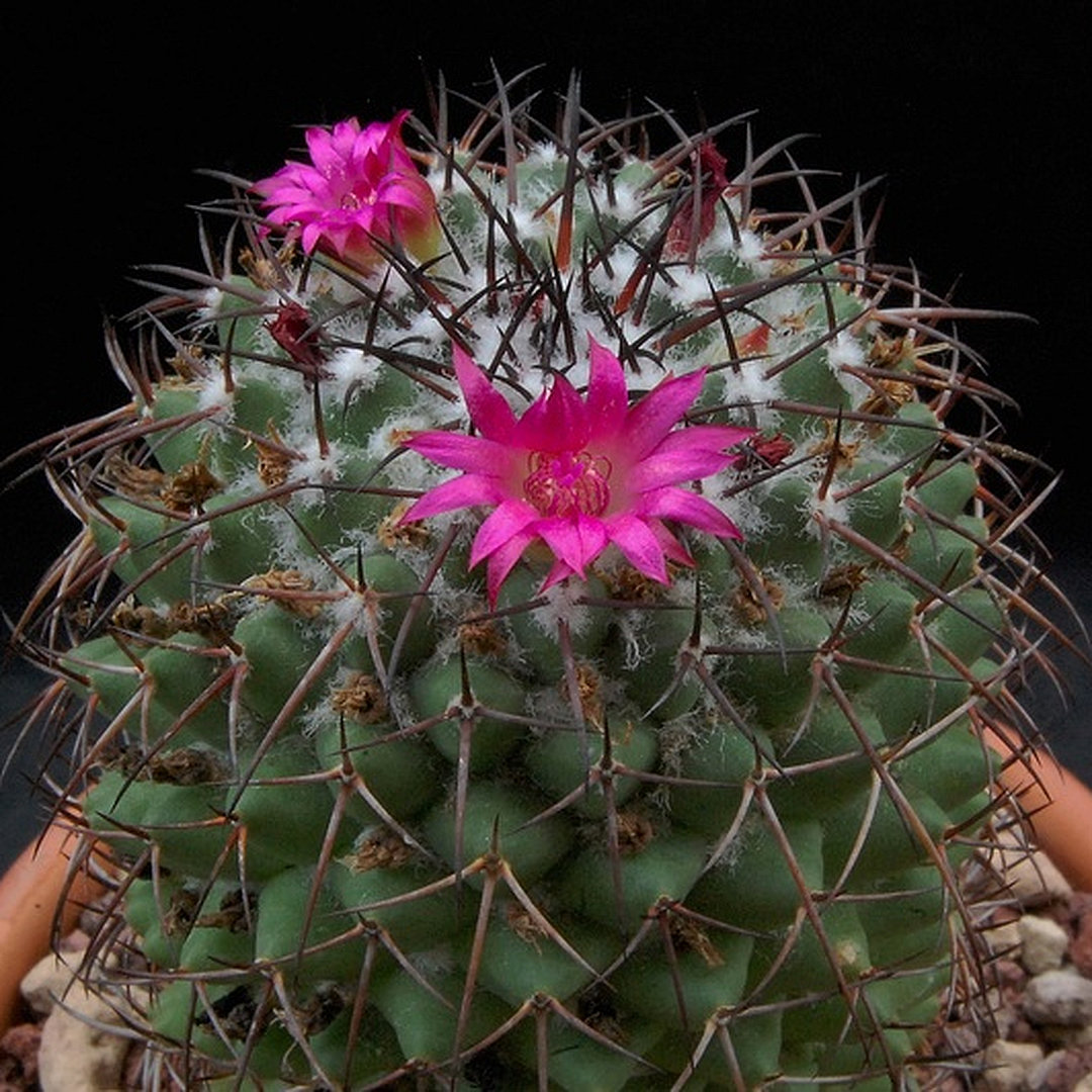 Mammillaria xochipilli