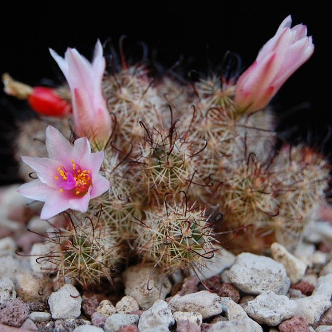 Mammillaria yaquensis