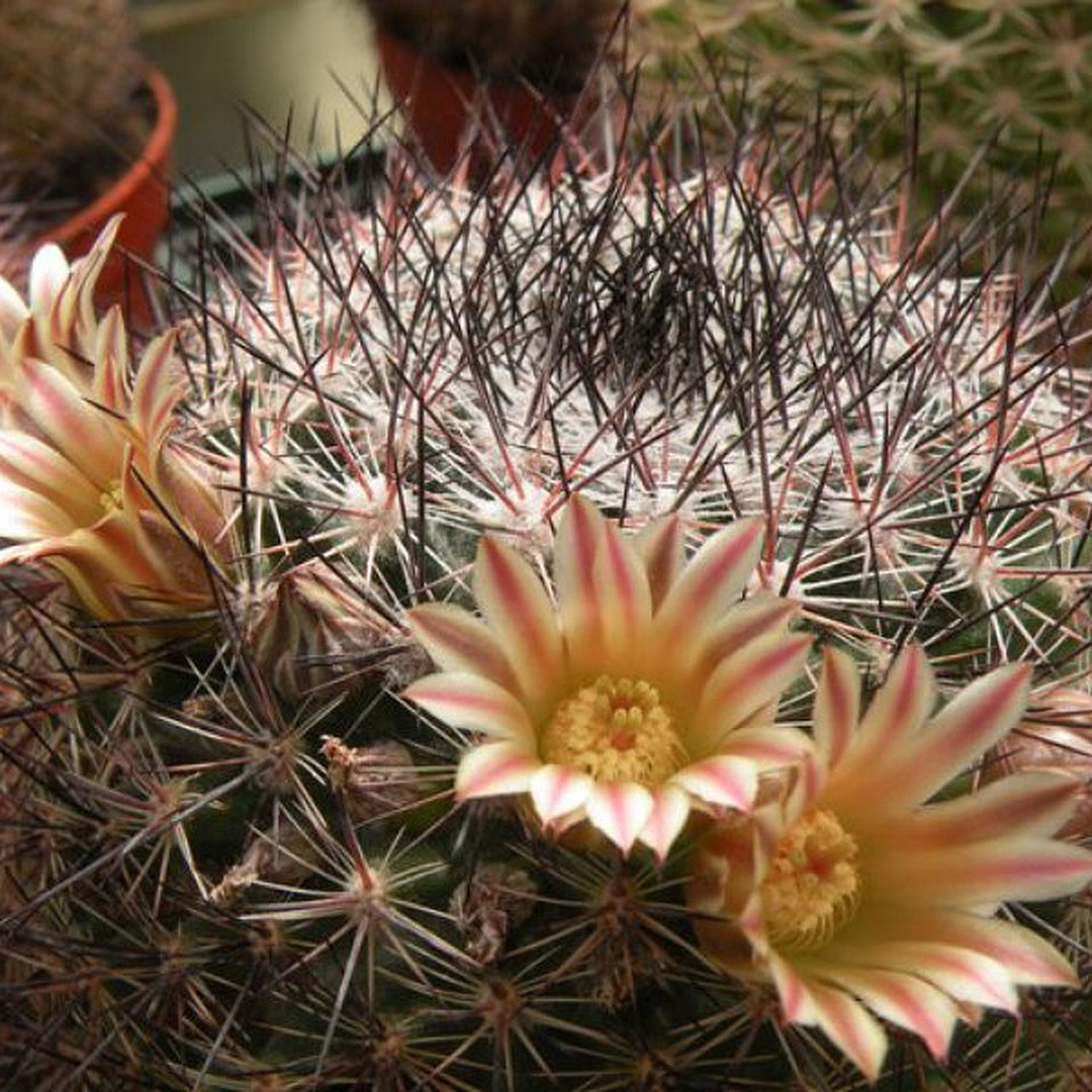 Mammillaria zeyeriana
