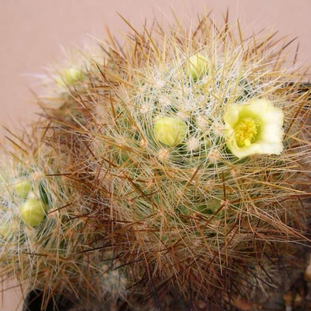 Mammillaria zublerae