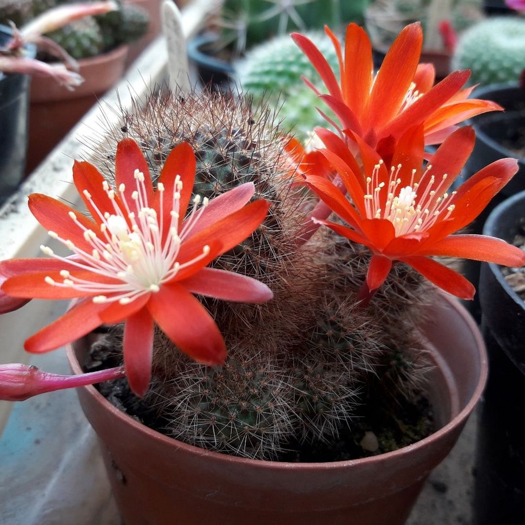 Rebutia fulviseta