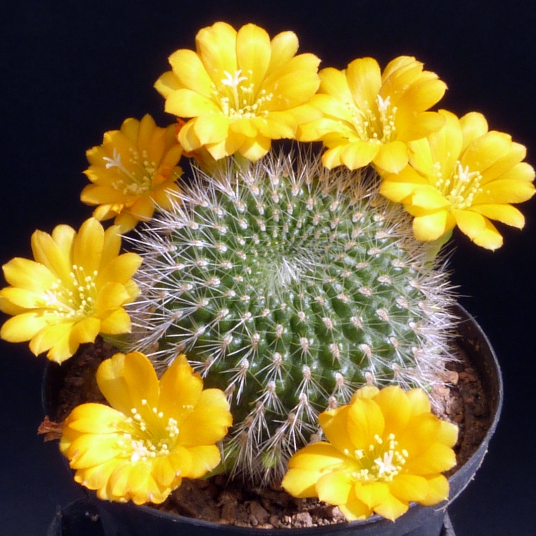 Rebutia senilis var. kesselringiana