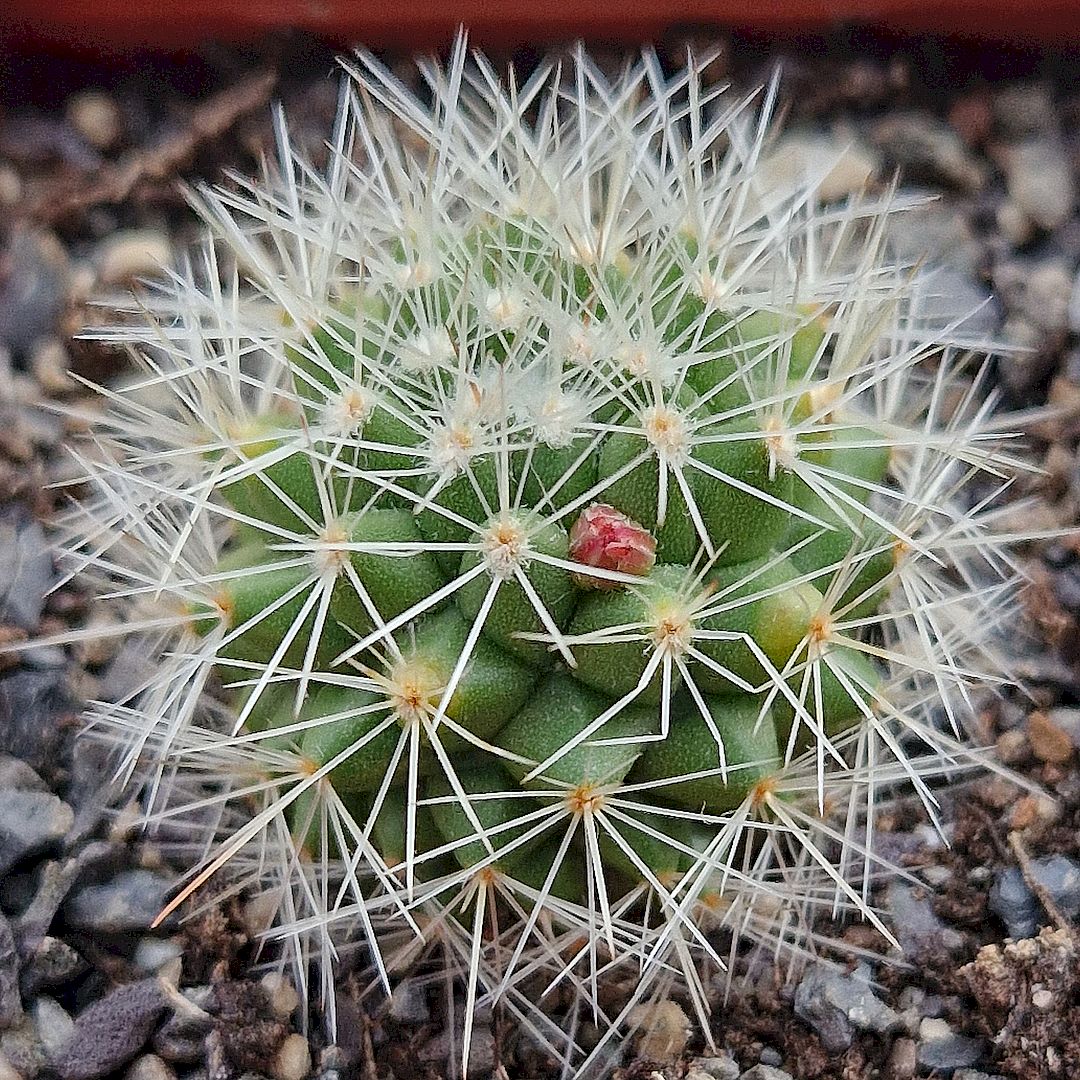 Mammillaria bella