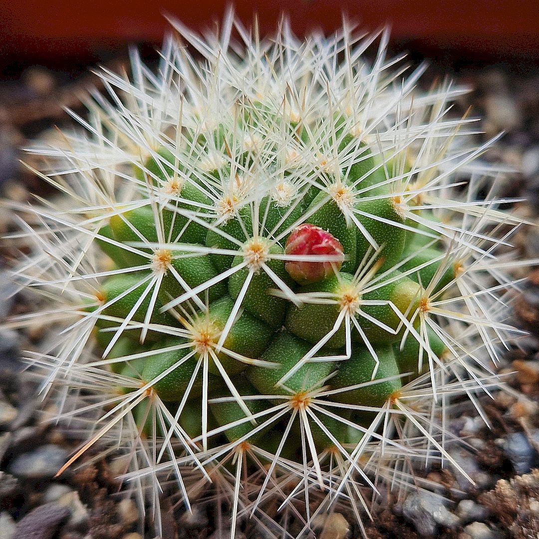 Mammillaria bella