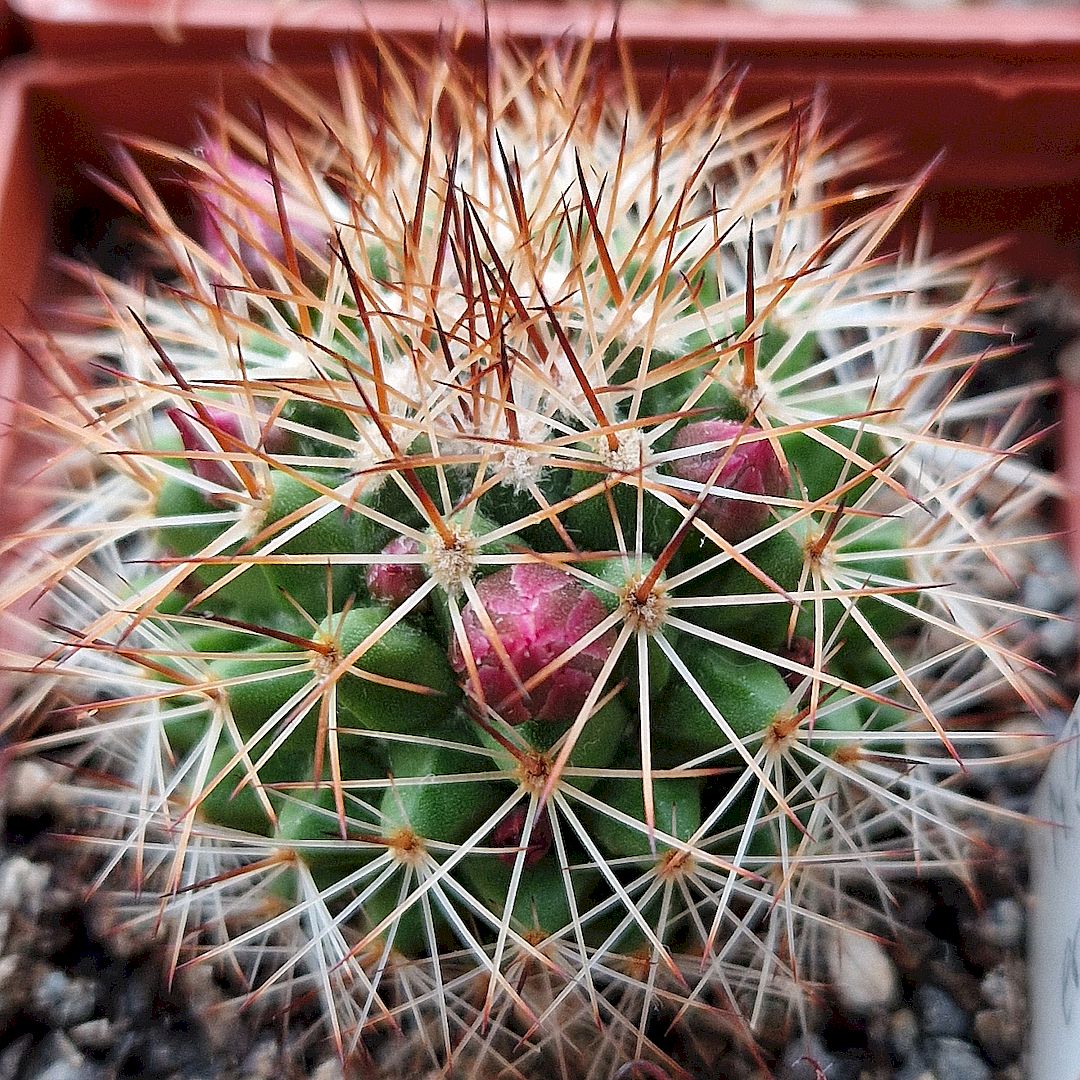 Mammillaria ernestii