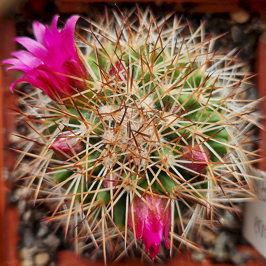 Mammillaria ernestii