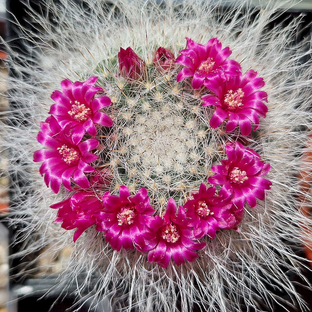 Mammillaria hahniana